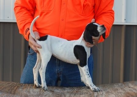 MAXIMUS/JILL MALE #1