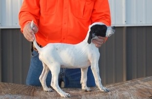 MAXIMUS/JILL MALE #2
