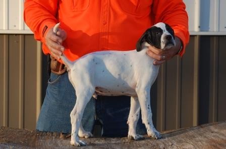 MAXIMUS/JILL MALE #4
