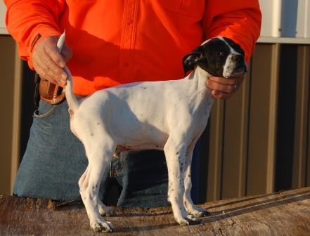MAXIMUS/JILL MALE #5